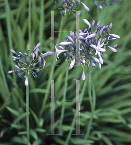 Picture of Agapanthus  'Castle of Mey'