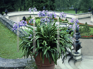 Picture of Agapanthus  'Lilliput'