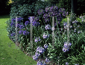 Picture of Agapanthus inapertus ssp. intermedius 