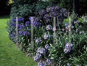 Picture of Agapanthus inapertus ssp. intermedius 