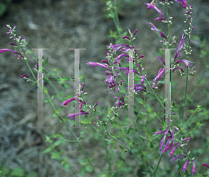 Picture of Agastache cana 