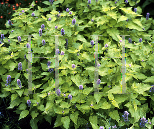 Picture of Agastache foeniculum 'Golden Jubilee'