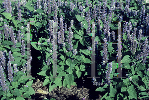 Picture of Agastache foeniculum 'Honeybee Blue'