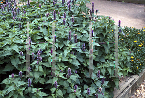 Picture of Agastache foeniculum 'Honeybee Blue'