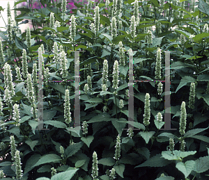 Picture of Agastache foeniculum 'Honeybee White'