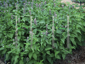 Picture of Agastache foeniculum 'Licorice Blue'