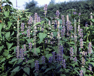 Picture of Agastache foeniculum 'Licorice Blue'