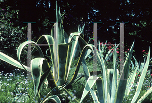 Picture of Agave americana 'Marginata'