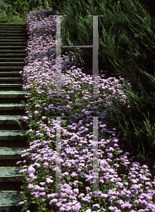 Picture of Ageratum houstonianum 'Blue Danube'