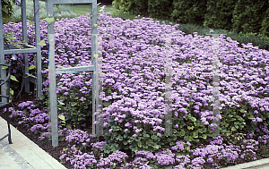 Picture of Ageratum houstonianum 'Blue Horizon'