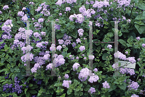 Picture of Ageratum houstonianum 'Blue Horizon'