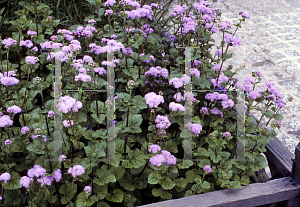 Picture of Ageratum houstonianum 'Blue Horizon'