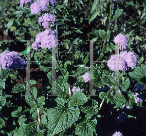 Picture of Ageratum houstonianum 'Blue Horizon'