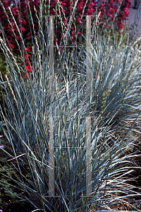 Picture of Agropyron pubiflora 