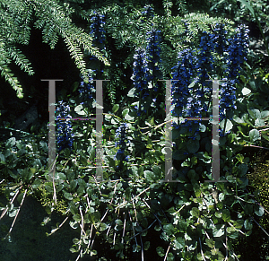 Picture of Ajuga  'Forest Brook'