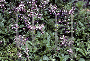 Picture of Ajuga genevensis 'Pink Beauty'
