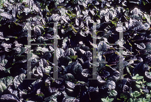 Picture of Ajuga pallisandra 