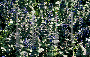 Picture of Ajuga pyramidalis 