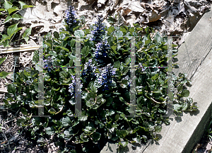 Picture of Ajuga reptans 'Purple Brocade'