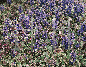 Picture of Ajuga reptans 'Burgundy Glow'