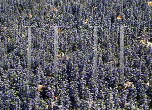 Picture of Ajuga reptans 