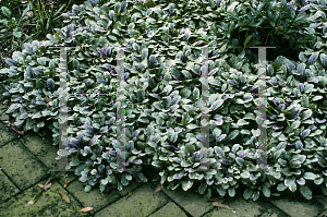 Picture of Ajuga reptans 