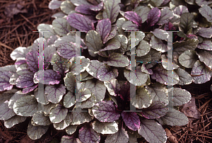 Picture of Ajuga reptans 'Burgundy Glow'