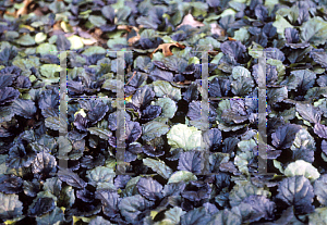 Picture of Ajuga reptans 'Bronze Beauty'