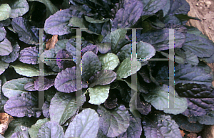 Picture of Ajuga reptans 'Bronze Beauty'