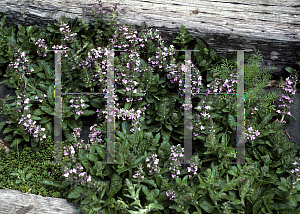 Picture of Ajuga genevensis 'Pink Beauty'