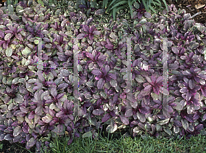 Picture of Ajuga reptans 'Burgundy Glow'