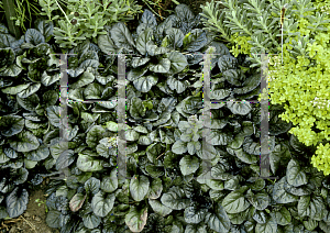 Picture of Ajuga reptans 'Catlin's Giant'