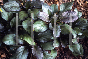 Picture of Ajuga reptans 'Catlin's Giant'