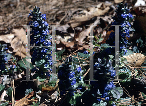 Picture of Ajuga reptans 'Catlin's Giant'