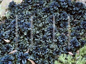 Picture of Ajuga reptans 'Crispa'