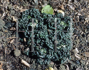 Picture of Ajuga reptans 'Cristata'