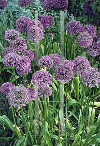 Picture of Allium aflatunense 