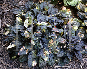 Picture of Ajuga reptans 'Rainbow'