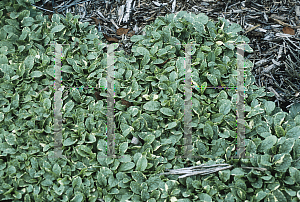 Picture of Ajuga reptans 'Silver Beauty'