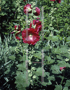 Picture of Alcea rosea 