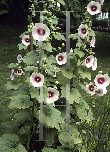 Picture of Alcea rosea 