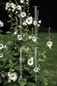 Picture of Alcea rosea 