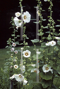 Picture of Alcea rosea 