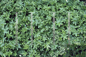 Picture of Alchemilla alpina 