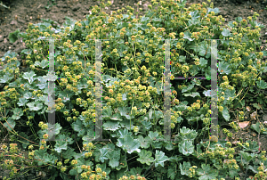 Picture of Alchemilla erythropoda 