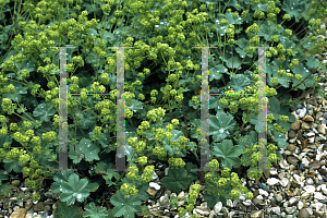 Picture of Alchemilla erythropoda 