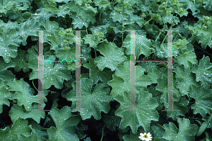 Picture of Alchemilla mollis 