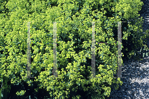 Picture of Alchemilla mollis 