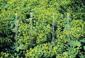 Picture of Alchemilla mollis 'Thriller'