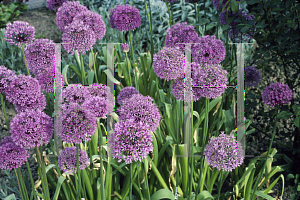 Picture of Allium aflatunense 